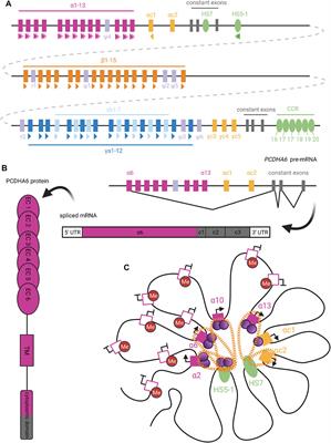 May the Odds Be Ever in Your Favor: Non-deterministic Mechanisms Diversifying Cell Surface Molecule Expression